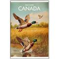 Picture of Canadian Mallard  _GroupedProduct_Rectangle_Portrait_Canvas_Framed_