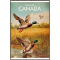 Picture of Canadian Mallard  _GroupedProduct_Rectangle_Portrait_Canvas_Framed_