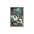 Picture of White Trillium _GroupedProduct_Rectangle_Portrait_Canvas_Framed_