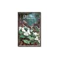 Picture of White Trillium _GroupedProduct_Rectangle_Portrait_Canvas_Framed_