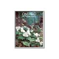 Picture of White Trillium _GroupedProduct_Rectangle_Portrait_Canvas_Framed_