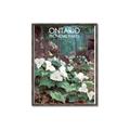 Picture of White Trillium _GroupedProduct_Rectangle_Portrait_Canvas_Framed_