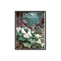 Picture of White Trillium _GroupedProduct_Rectangle_Portrait_Canvas_Framed_
