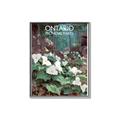 Picture of White Trillium _GroupedProduct_Rectangle_Portrait_Canvas_Framed_