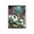 Picture of White Trillium _GroupedProduct_Rectangle_Portrait_Canvas_Framed_