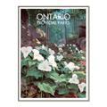 Picture of White Trillium _GroupedProduct_Rectangle_Portrait_Canvas_Framed_