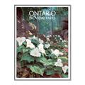Picture of White Trillium _GroupedProduct_Rectangle_Portrait_Canvas_Framed_