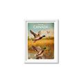 Picture of Canadian Mallard  _GroupedProduct_Rectangle_Portrait_Framed_Matted_