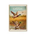 Picture of Canadian Mallard  _GroupedProduct_Rectangle_Portrait_Framed_Matted_