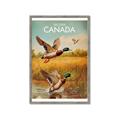 Picture of Canadian Mallard  _GroupedProduct_Rectangle_Portrait_Framed_Matted_