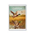 Picture of Canadian Mallard  _GroupedProduct_Rectangle_Portrait_Framed_Matted_