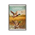 Picture of Canadian Mallard  _GroupedProduct_Rectangle_Portrait_Framed_Matted_