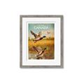 Picture of Canadian Mallard  _GroupedProduct_Rectangle_Portrait_Framed_Matted_