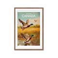 Picture of Canadian Mallard  _GroupedProduct_Rectangle_Portrait_Framed_Matted_