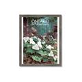 Picture of White Trillium _GroupedProduct_Rectangle_Portrait_Framed_Matted_