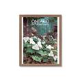 Picture of White Trillium _GroupedProduct_Rectangle_Portrait_Framed_Matted_