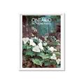 Picture of White Trillium _GroupedProduct_Rectangle_Portrait_Framed_Matted_