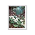 Picture of White Trillium _GroupedProduct_Rectangle_Portrait_Framed_Matted_