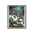 Picture of White Trillium _GroupedProduct_Rectangle_Portrait_Framed_Matted_