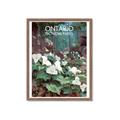 Picture of White Trillium _GroupedProduct_Rectangle_Portrait_Framed_Matted_