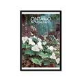 Picture of White Trillium _GroupedProduct_Rectangle_Portrait_Framed_Matted_