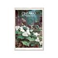 Picture of White Trillium _GroupedProduct_Rectangle_Portrait_Framed_Matted_