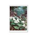Picture of White Trillium _GroupedProduct_Rectangle_Portrait_Framed_Matted_