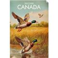 Picture of Canadian Mallard  _GroupedProduct_Rectangle_Portrait_Unframed_Print_Only_