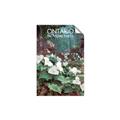 Picture of White Trillium _GroupedProduct_Rectangle_Portrait_Unframed_Print_Only_