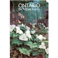 Picture of White Trillium _GroupedProduct_Rectangle_Portrait_Unframed_Print_Only_