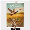 Picture of Canadian Mallard  _GroupedProduct_Rectangle_Portrait_Canvas_