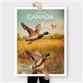 Picture of Canadian Mallard  _GroupedProduct_Rectangle_Portrait_Canvas_