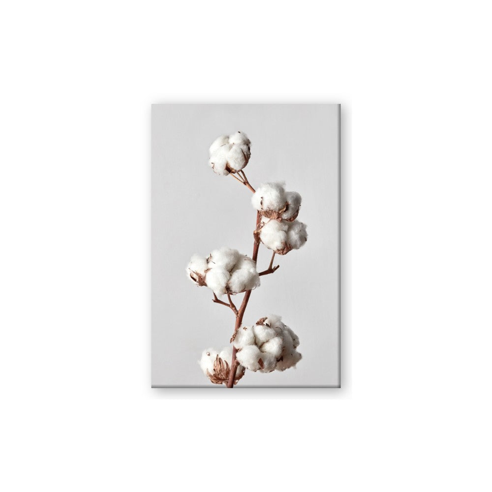 Cotton 