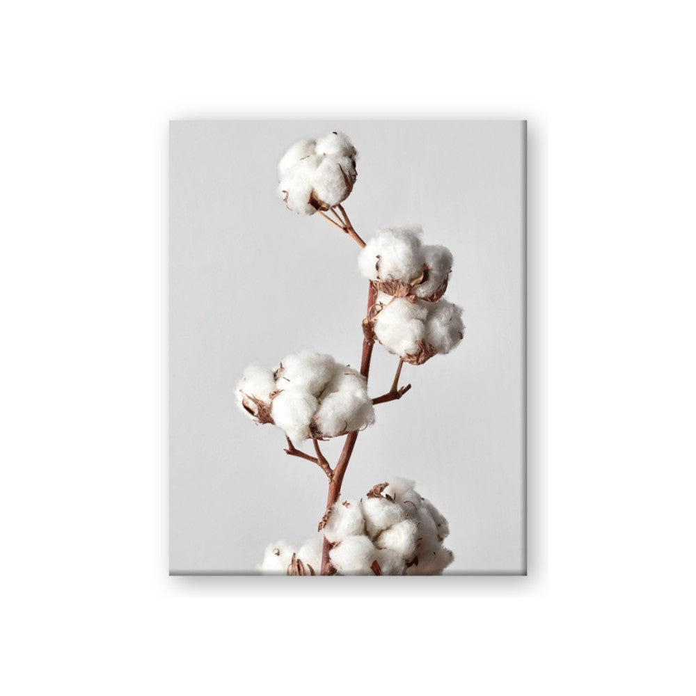 Cotton 