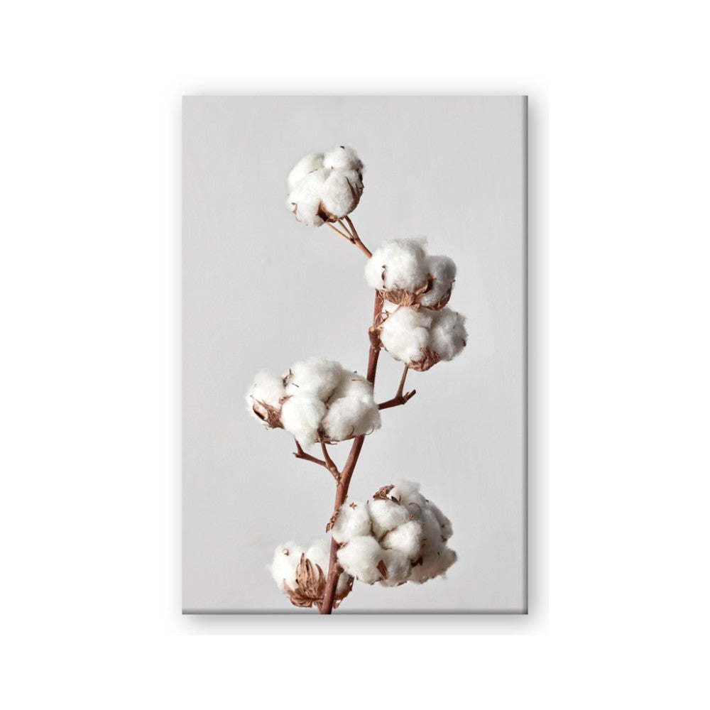 Cotton 