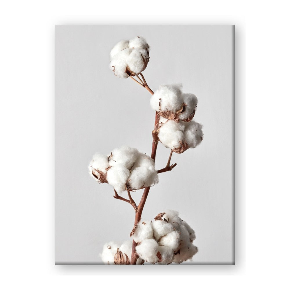 Cotton 