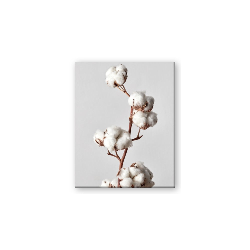 Cotton 