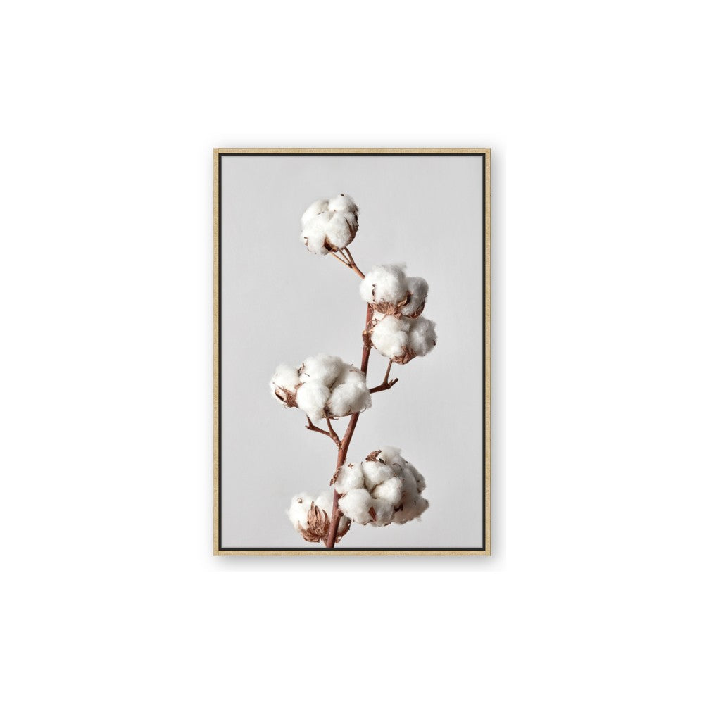 Cotton 