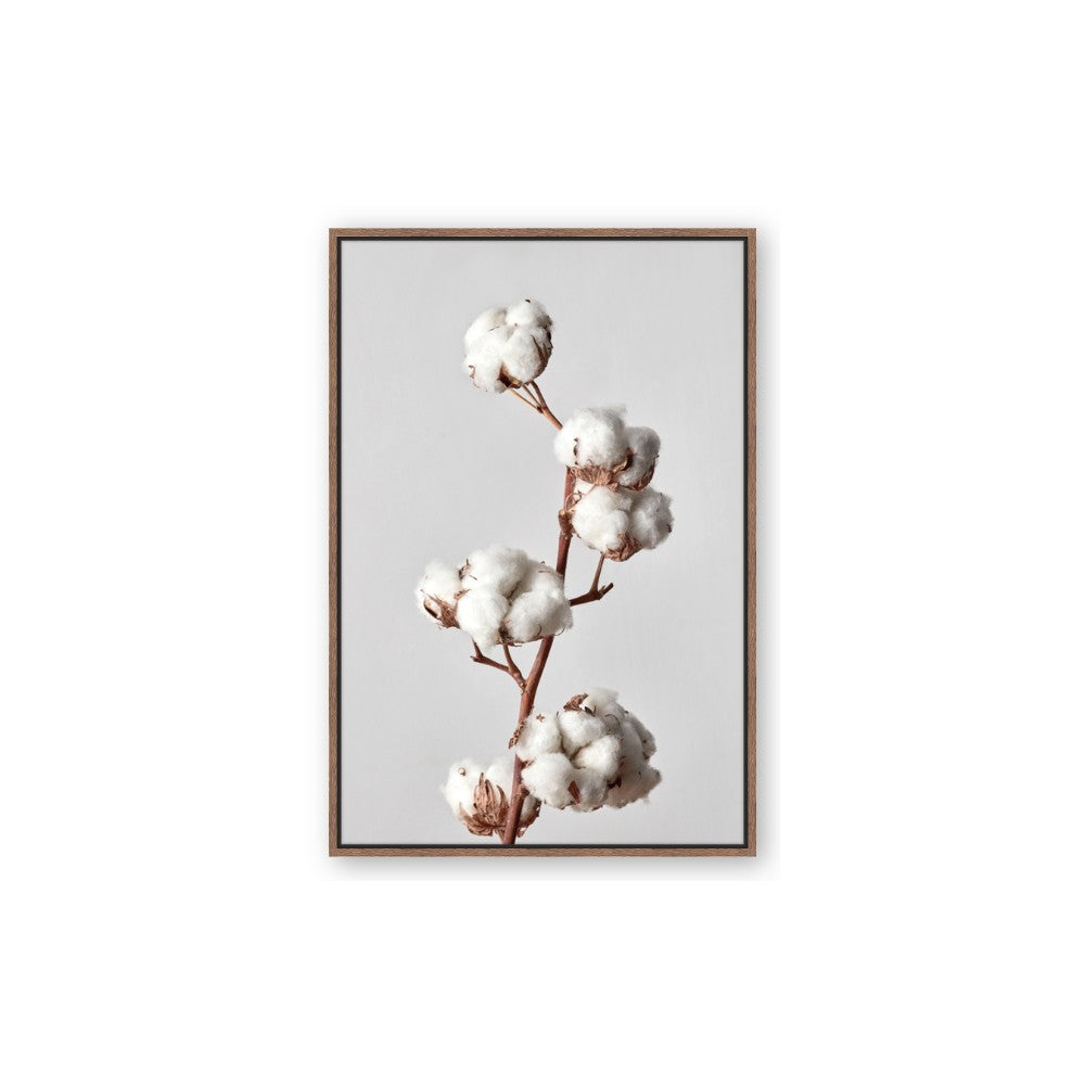 Cotton 