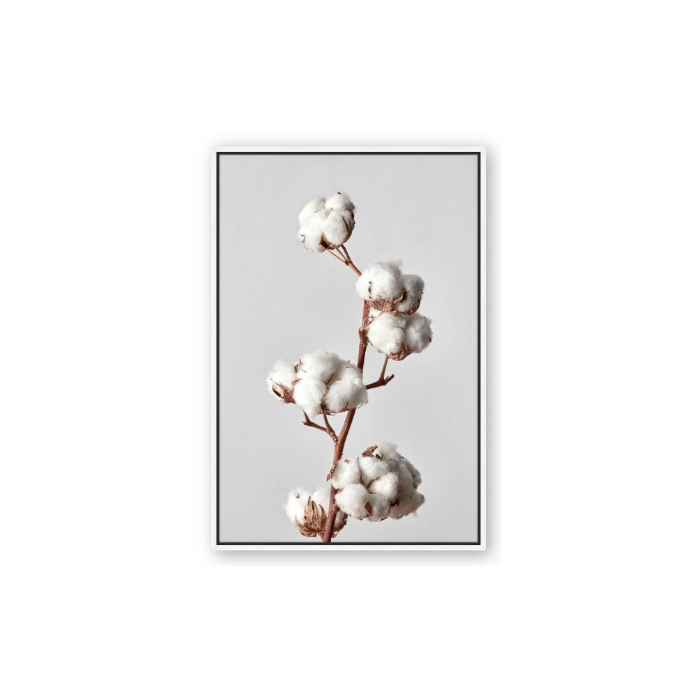 Cotton 