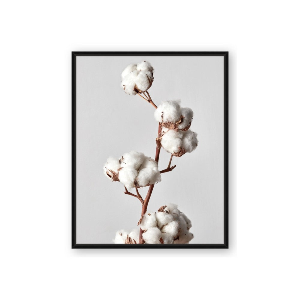 Cotton 