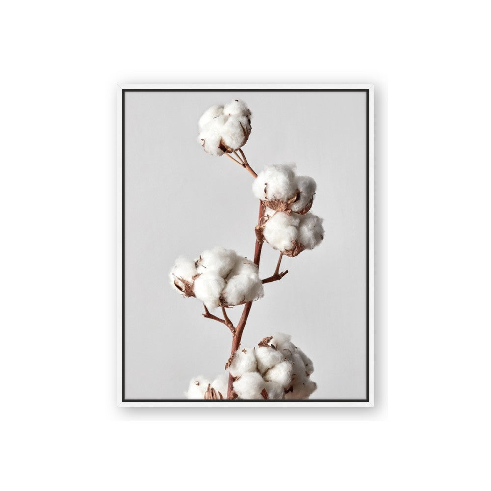 Cotton 