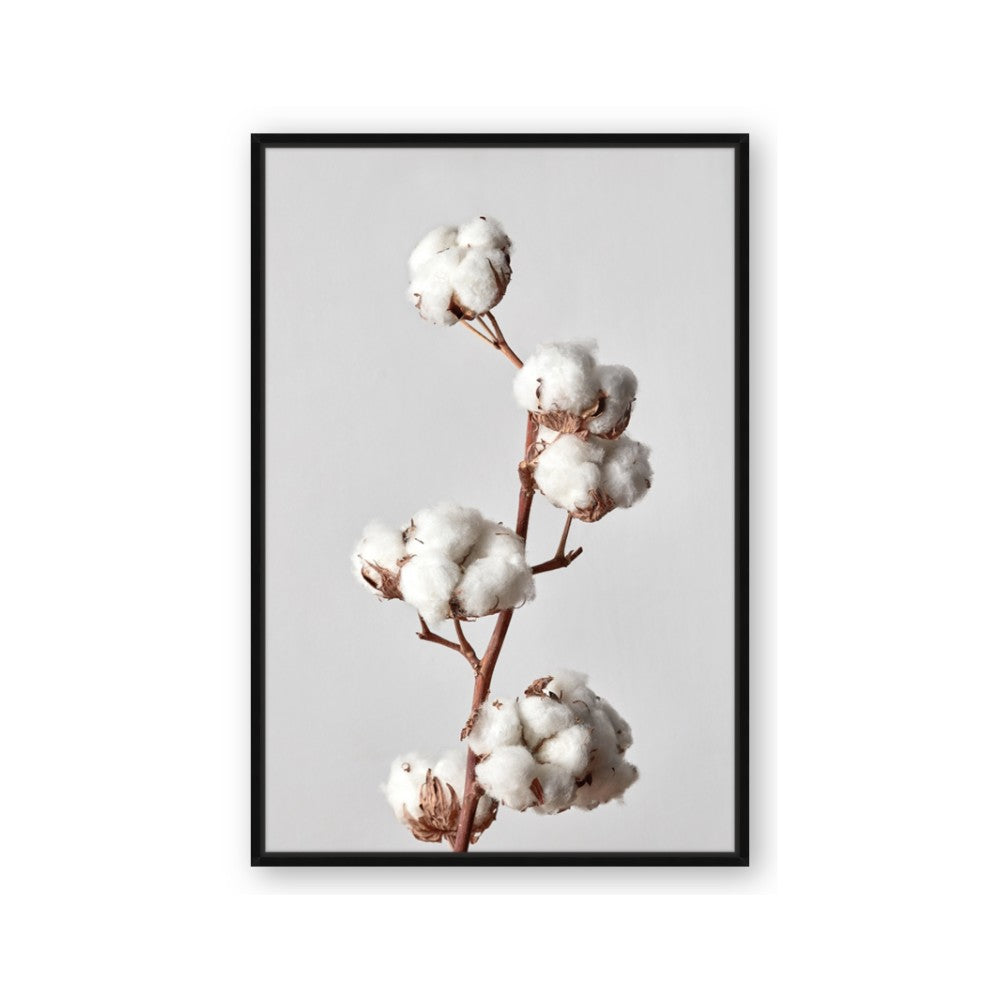 Cotton 