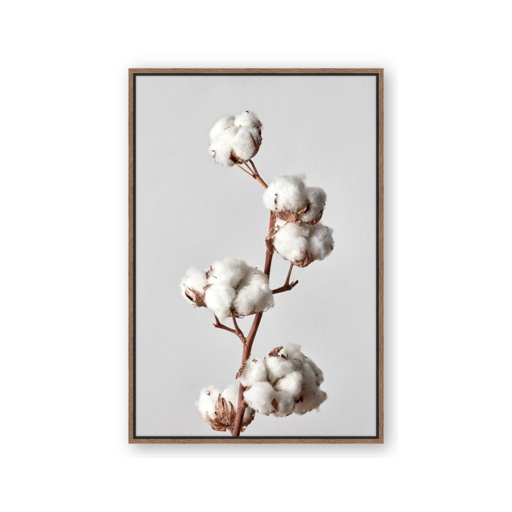 Cotton 
