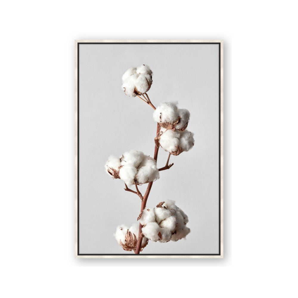 Cotton 