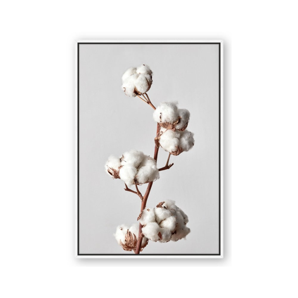 Cotton 