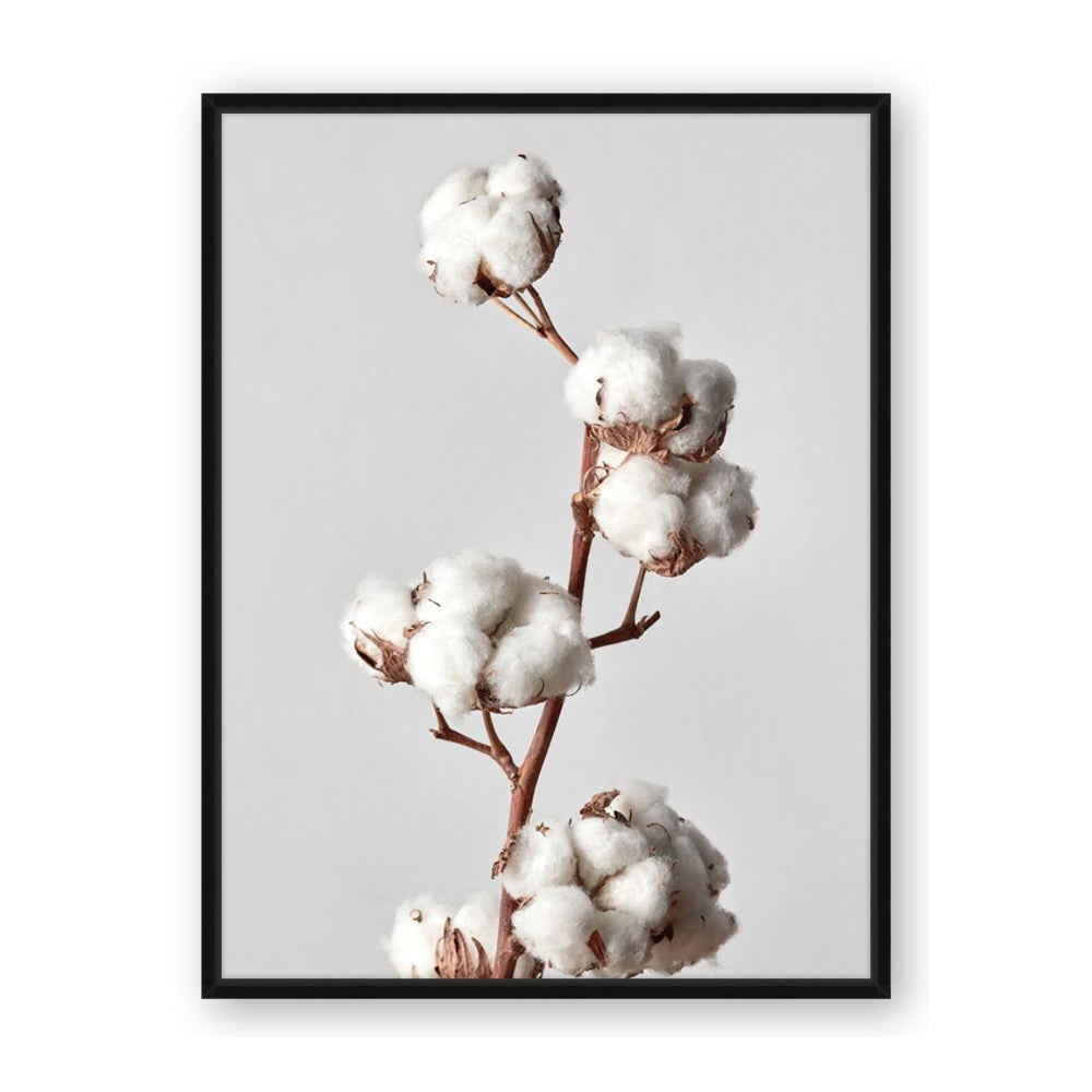 Cotton 