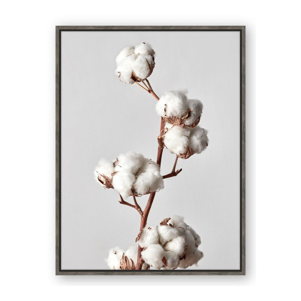 Cotton 