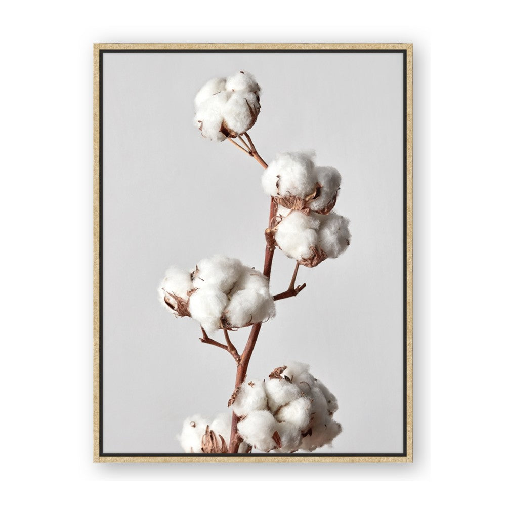 Cotton 