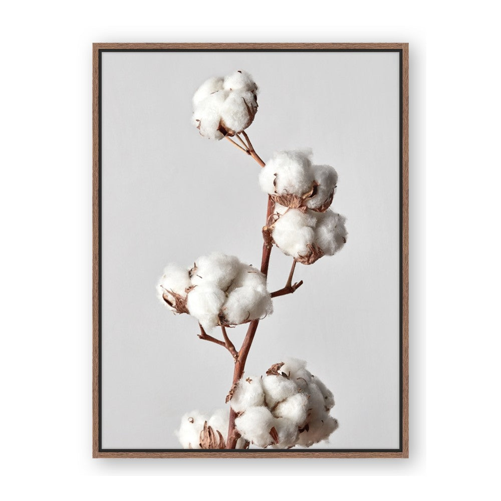 Cotton 